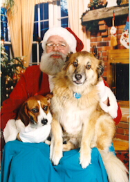 mypups.jpg (74259 bytes)