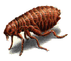 flea.gif (6214 bytes)