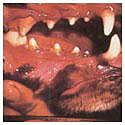 gingivitis_mouth.jpg (7018 bytes)