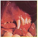 healthy_mouth.jpg (5822 bytes)