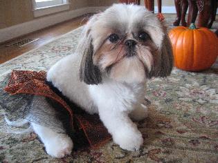 dogmonth.jpg.jpg (99568 bytes)